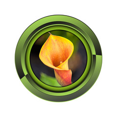 arum jardin jardinage plante plantation printemps bouton fleur
