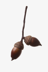 seed(acorn)_91