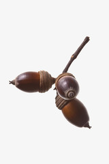seed(acorn)_075