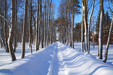 snow lane in winter park
