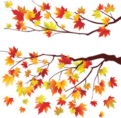Autumn-maple-tree-branches