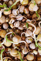 Sprouting mung bean seeds as a background and texture