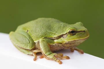 tree frog sitting on with brink with selective focus