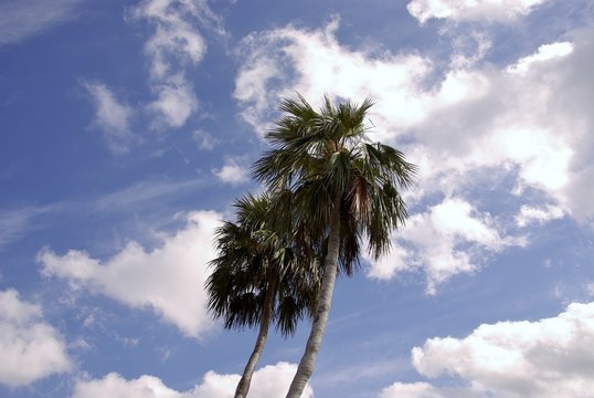 Palm trees against a blue sky with clouds