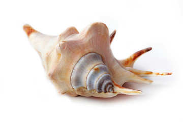 The seashell