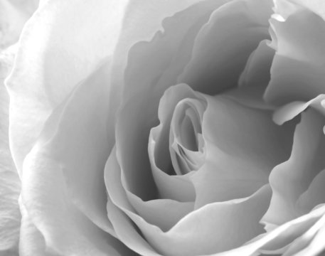 A Close Up White Rose Blossom in Black and White