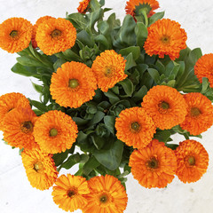 calendula flowers, natural background