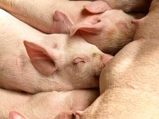 Nursing Piglets © everelative