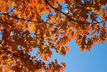 autumn tree branch