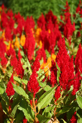 celosia flowers