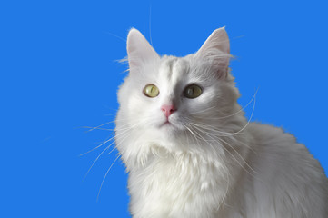 Кошка на голубом фоне