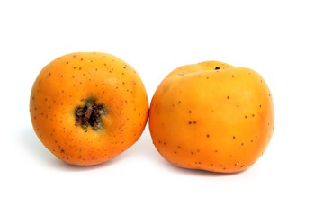 Tecojote winter fruit Crataegus pubescens stipulacea
