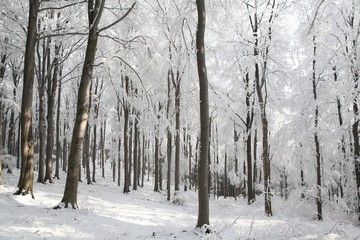 Beech forest on a frosty winter morning