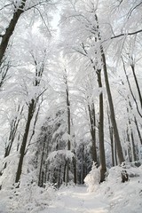 Path in winter beech forest on a frosty sunny morning