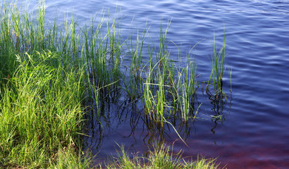 Lake grass