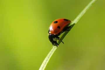 ladybug