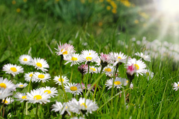 Gänseblümchen im Sonnenschein