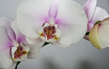 Orchidee