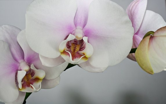 Orchidee