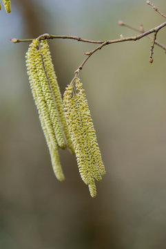 Lamberthasel im Fr&uuml;hjahr Corylus maxima