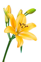 Naklejka premium Lily on White