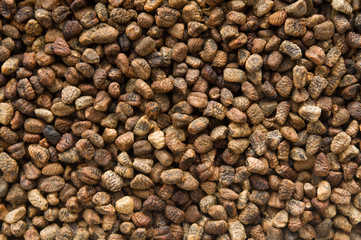 Kardamomsamen-Hintergrund