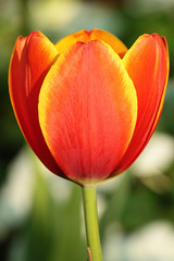 Vivid Orange Tulip