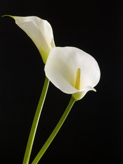 Beautiful white calla lily on black background
