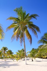 Fototapeta na wymiar coconut palm trees white sand tropical paradise