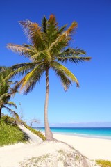 Obraz na płótnie Canvas Karaibów kokosowego palmy w turkus morza