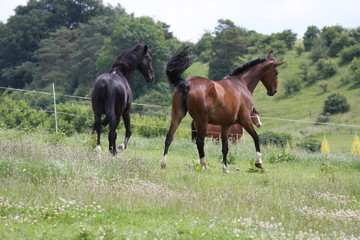 Obraz premium Horses in the field