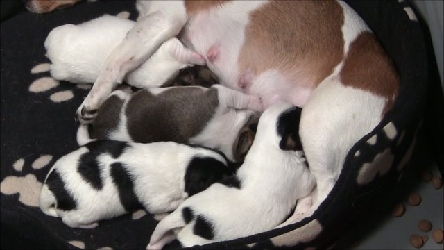 Jack Russel Welpen