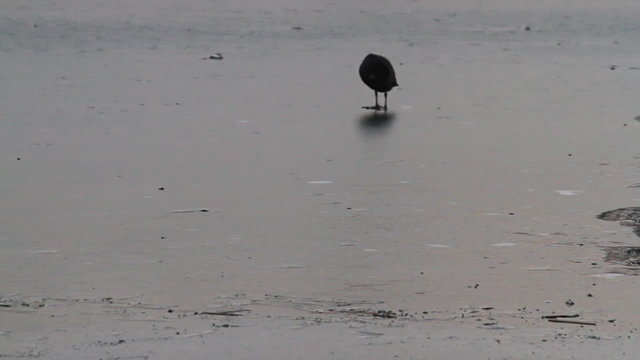 Flock of grebes feeding in frozen lake
