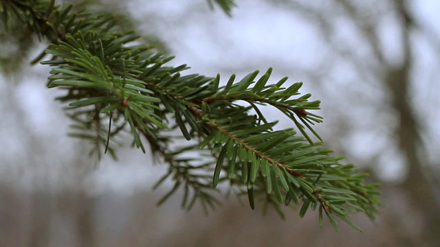 Green pine branch moving in the wind