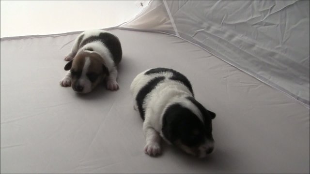 Jack Russel Welpen