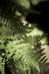 Fern