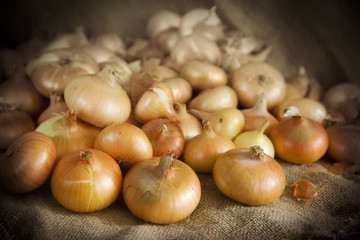 onion  still life