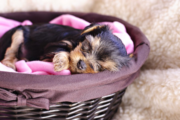 Sleeping Puppy