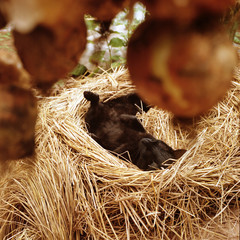 country scene01