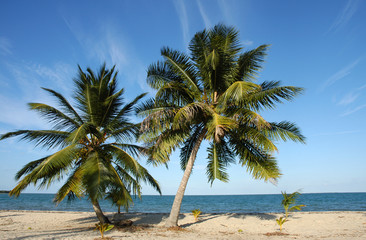 Fototapeta na wymiar Belize, poloostrov Placencia