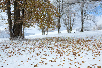 First winter snow and last autumn leafs in forest