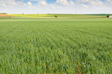 Campo de trigo