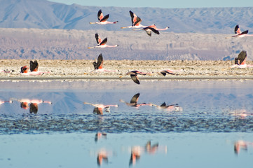 Flamencos andinos (Phoenicoparrus andinus) © ihervas