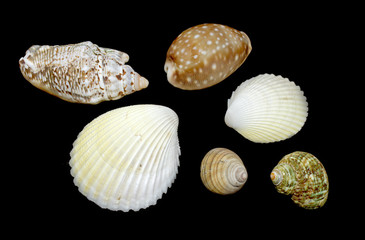 Shells on black background