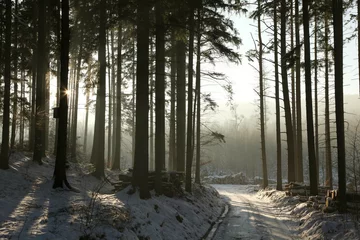 Fototapeten Path in the winter coniferous forest at dusk © Aniszewski