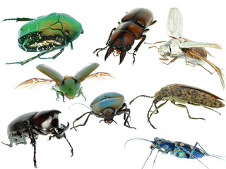 insect beetle collection set