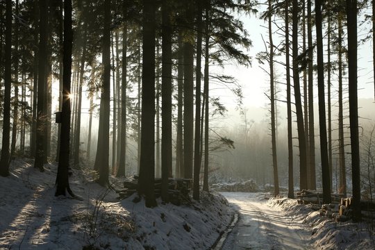Fototapeta Path in the winter coniferous forest at dusk