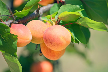 Apricot