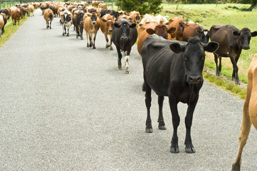Cattle drive on a road