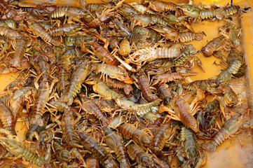 lobsters as a background